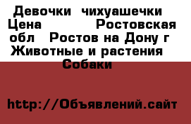 Девочки  чихуашечки › Цена ­ 9 500 - Ростовская обл., Ростов-на-Дону г. Животные и растения » Собаки   